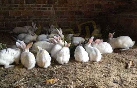 兔子養在陽台